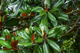 Sweet Bay Magnolia Trees for Sale | Buy 1 Get 1 Free – TN Nursery
