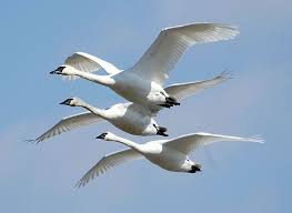 Why Are Yellowstone S Swans Disappearing Kus Doga Kugu