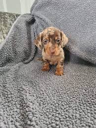 Miniature Dachshund Puppies For Sale Aldermaston Berkshire Nomtimes Uk