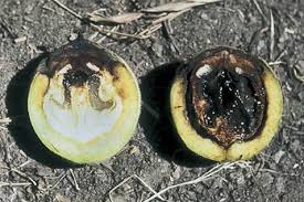 Image result for Walnut blight