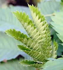 Image result for Melianthaceae