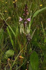 Image result for Gerardiina angolensis