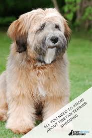 Adorable tibetan terrier puppies now ready for thier new families. Everything You Need To Know About Tibetan Terrier Shedding Tibetan Terrier Terrier Dog Shedding