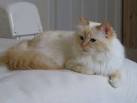 Birman Color Chart - TARON BIRMANS