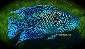 The electric blue jack dempsey fish variety is a bit smaller than regular jack dempseys but has an iridescent electric blue color. Electric Blue Jack Dempsey Electric Blue Jack Dempsey Merifish Aquariums Aquarios Peixes