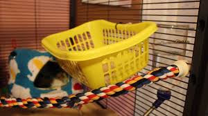A well set up rat cage will cater to a rat's natural behaviours with toys and accessories designed to add enrichment. Rat Cage Accessories Youtube
