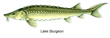 Art Illustration Lakes Freshwater Fish Lake Sturgeon Acipenser Fulvescens Is A Species Of Fish In The Acipenserid Fish Art Sturgeon Fish Lake Sturgeon