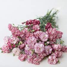 Carnation Chabaud Benigna Carnations Tropical Wedding Flowers Fragrant Flowers