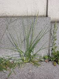 Image result for Cenchrus caudatus