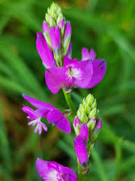 Image result for Polygala marensis
