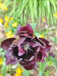 Image result for Macroptilium atropurpureum