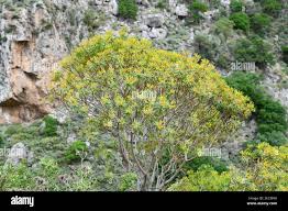 Image result for Indigofera dendroides