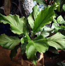 Wave Of Love Anthurium Anthurium Plants Anthurium Plant