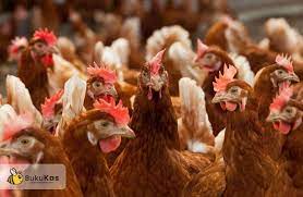 Dapat mendesain, membuat produk serta pengemasan karya kerajinan hiasan dari limbah merupakan …. Peluang Usaha Dan Tips Penting Ternak Ayam Petelur Bukukas