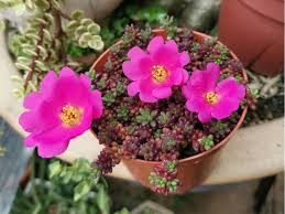 Texas tech university, department of plant and soil science, box 42122, lubbock, tx 79409. Portulaca Gilliesii World Of Succulents