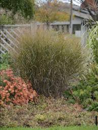 Image result for Panicum hochstetteri