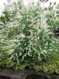 白い葉の木 | yugawara2019のブログ