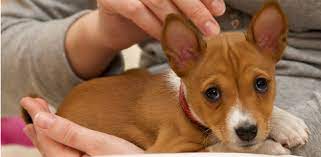 Cute Basenji Puppy In Tan With White Png Basenji Puppy Basenji Dogs Puppies