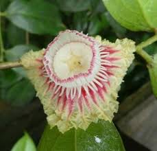 Image result for Antherotoma naudinii