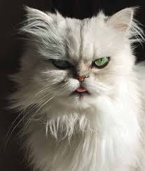 Ernst stavro blofeld is known for incessantly stroking his cat while plotting to take over the world, but did you ever notice just how terrified blofeld's cat was during this scene in you only live twice? Rescue Cat Phoebe Resembles James Bond Super Villain Blofeld S Sidekick Scared Off Owners Uk News Express Co Uk