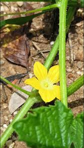 Image result for Cucumis humifructus