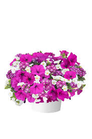 Vanessa™ Compact Violet - Danziger