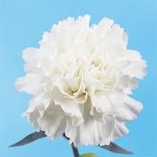 White Carnations Carnations White Carnations Wedding Carnation Flower