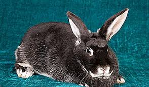 Les Plus Grands Lapins Du Monde 2021