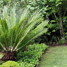 Image result for Cycas