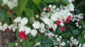 Image result for Clerodendrum toxicarium