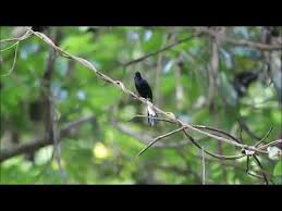 Mulai dari memberikan pakan yang bergizi, memandikan. Suara Merdu Burung Murai Madu Hitam Youtube