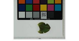 a typical rgb image of a tulip leaf with macbeth color