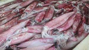 SC cobra explicações do Ibama sobre multas de R$ 10 mil a pescadores artesanais: "Arbitrária"