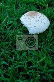 Dieser artikel würde in ihrem garten gut aussehen! Pilz Wachst Im Garten Wandposter Poster Pilz Schone Geniesser Myloview De