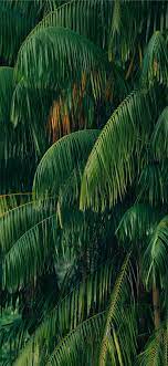 Green Coconut Tree Wallpaper Green Nature Wallpaper Forest Wallpaper Iphone Beach Wallpaper Iphone