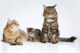 Cat Breeding Time Of The Year Vetwest Animal Hospitals