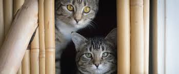 Most consider it a public service. Bc Spca Launches New Low Income Spay Neuter Program For Shuswap Region Bc Spca