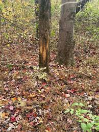 Foggy Hollow Outfitters added a...