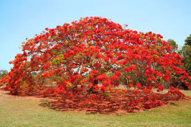 So versatile, let it sprawl across garden beds, use as a groundcover or. Poinciana Tree Abc News Australian Broadcasting Corporation