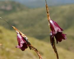 Image result for Dierama formosum