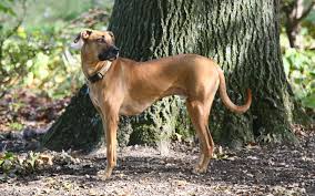 black mouth cur wikipedia