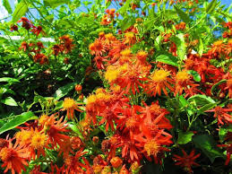 Image result for Pseudogynoxys