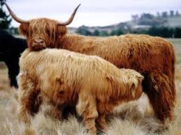 Highland Cows I Want One Highland Cattle Heritage Breeds Breeds Of Cows