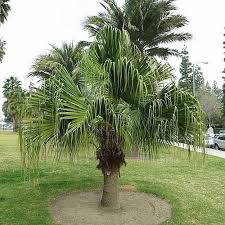 Image result for Livistona chinensis