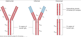 Image result for TNF Inhibitor