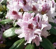 Plant Descriptions Rhododendron Plant Rhododendron Plants