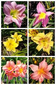 Guaranteed forever · direct from the farm · huge selection Daylilies At Wildwood Farms Va Join Me For A Daylily Tour