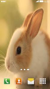 Quality wallpaper with a preview on: Cute Animals Wallpaper For Android Apk Download