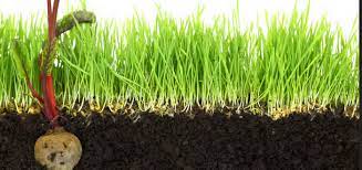 Ein neuer rasen oder besser gesagt neues gras für die hühner. Hier Wachst Kein Gras Mehr Das Gartenmagazin