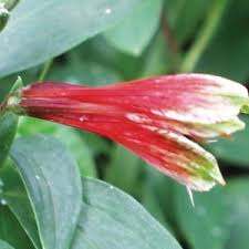Image result for Alstroemeria pulchella
